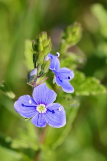 Gamander Speedwell (Veronica chamaedrys), loyal to men, blossoms in a deciduous forest, blue