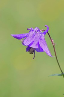 Common columbine (Aquilegia vulgaris), blue flower at the edge of the forest, Wilnsdorf, North