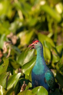 Purple Swamphen in water hyacinth (Porphyrio porphyrio poliocephalus), Thailand