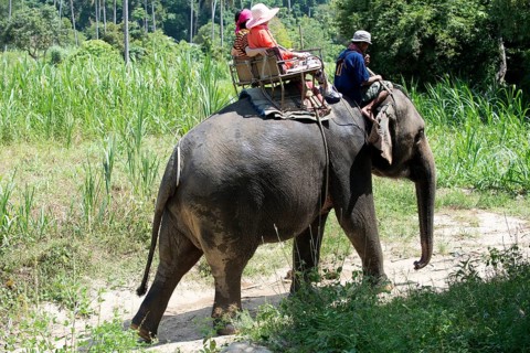 Thailand, Koh Samui, Elephant (Elephas maximus) with tourists for a small round trip in the jungle