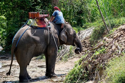 Thailand, Koh Samui, Elephant drinking (Elephas maximus) before the trip in the jungle