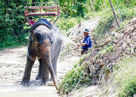 Thailand, Koh Samui, Shower for the elephant (Elephas maximus) before the trip in the jungle