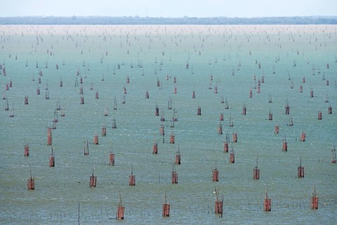 Thailand, Songkhla, Koh Yo, Aquacultural farm, Field of bow nets