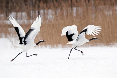 Japanese crane, Red-crowned crane (Grus japonensis) take-off, Japan