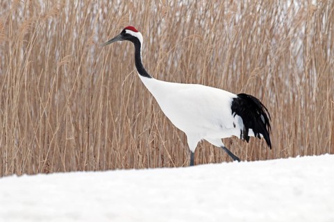 Japanese crane, Red-crowned crane (Grus japonensis), Japan