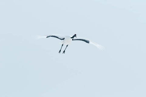 Japanese crane, Red-crowned crane (Grus japonensis) flying, Japan