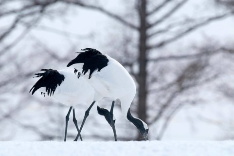 Japanese crane, Red-crowned crane (Grus japonensis) couple, Japan