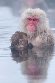 Japanese macaque or snow japanese monkey, baby and mom in onsen (Macaca fuscata), Japan