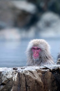 Japanese macaque or snow japanese monkey in onsen (Macaca fuscata), Japan Monkey-Japanese, Macaca