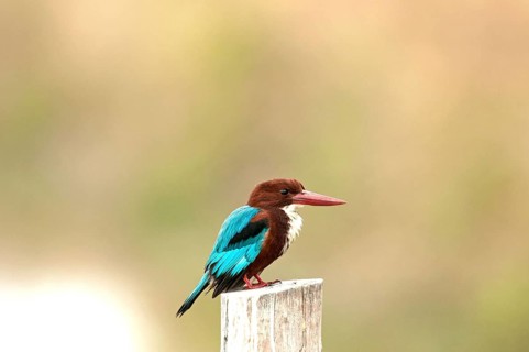 White-throated kingfisher (Halcyon smyrnensis), Thailand // Martin-chasseur de Smyrne White-faced