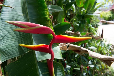Heliconia sp