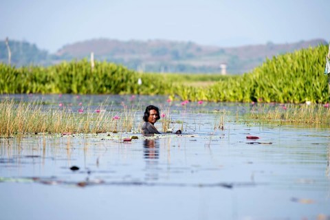 Thailand, Fisherman with net in the water // Fisherman, net, water, Pêche, Thaïland