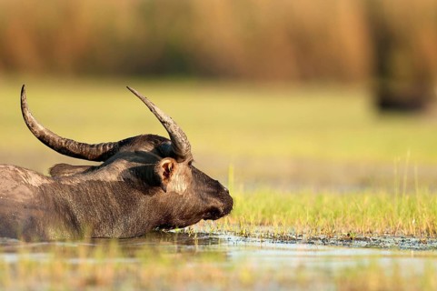 Buffalo-asiatic, Water buffalo, Bubalus bubalis (Buffle d'eau) Water Buffalo (Bubalus bubalis),