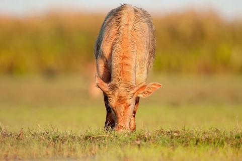Buffalo-asiatic, Water buffalo, Bubalus bubalis (Buffle d'eau) Water Buffalo (Bubalus bubalis),
