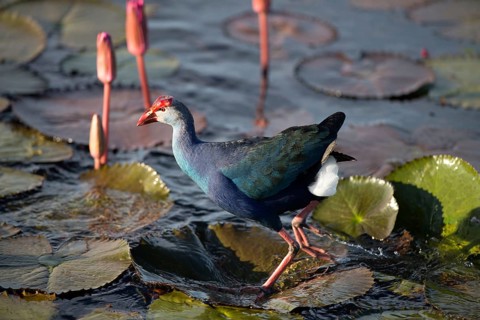 Purple Swamphen in pink water lilies (Porphyrio porphyrio poliocephalus), Thailand / Talève sultane