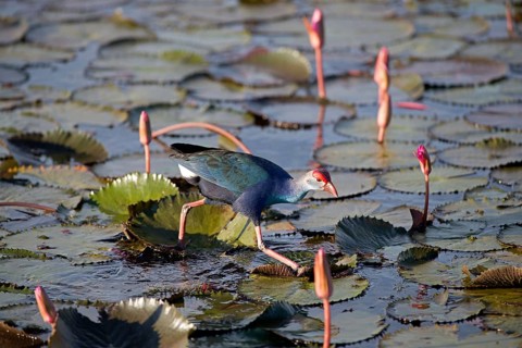 Purple Swamphen in pink water lilies (Porphyrio porphyrio poliocephalus), Thailand/ Talève sultane
