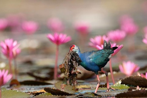 Purple Swamphen (Porphyrio porphyrio poliocephalus), with eating, Thailand // Talève sultane -