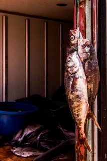 Fresh fish for sale at Los Verdes Beach (Playa los Verdes). Iquique, Tarapaca Region, Chile. 19.11
