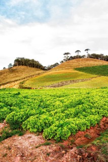 Lettuce plantation. Rancho Queimado, Santa Catarina, Brazil