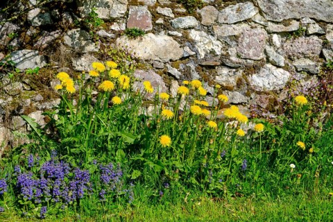 Dandelions on the cemetery wall, parish church of St. Johannes der Täufer, Weissbriach, Gitschtal,