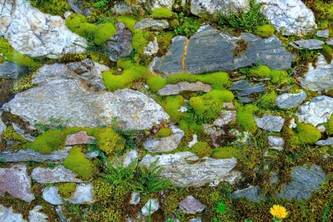 Moss-covered wall, cemetery wall, parish church of St. Johannes der Täufer, Weissbriach, Gitschtal,