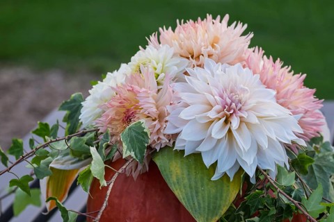Bouquet of dahlias in a pumpkin, Münsterland, North Rhine-Westphalia, Germany