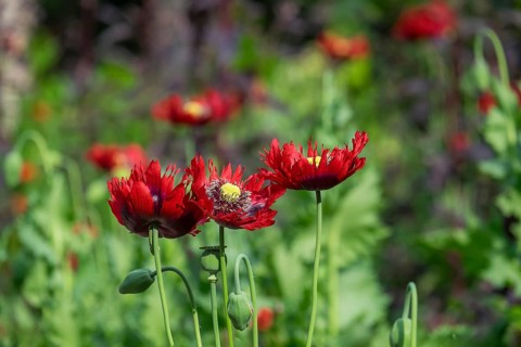 Red poppies (papaver) in a flower bed, the Netherlands