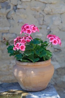 Flower pot with geraniums on the edge of a fountain, Provence, France