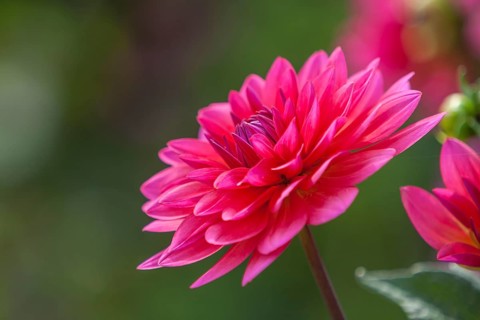 Side view of a pink dahlia with elegant petals, Palatinate, Rhineland-Palatinate, Germany