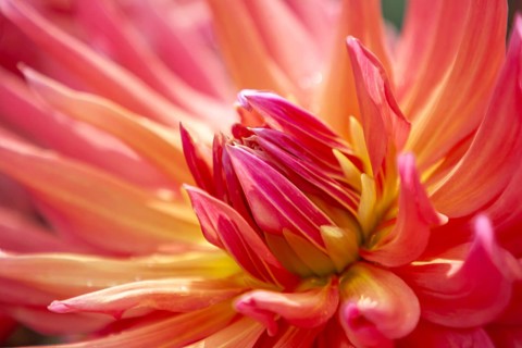 Close-up of a pink dahlia with yellow center and bright leaves, Palatinate, Rhineland-Palatinate,