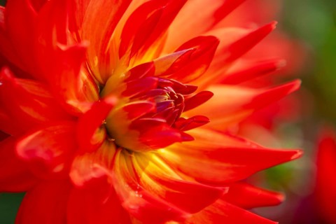 Close-up of a bright red dahlia with yellow center, Palatinate, Rhineland-Palatinate, Germany