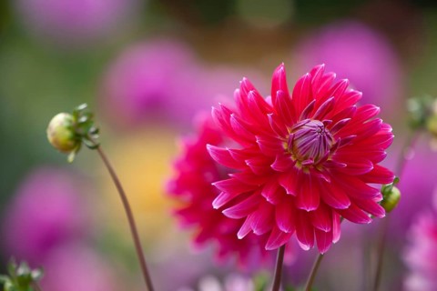 Red dahlia in the foreground with blurred flowers in the background, Palatinate,