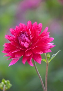 Red dahlia in full bloom against blurred green background, Palatinate, Rhineland-Palatinate,
