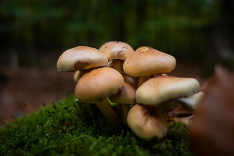 A group of mushrooms stands in the Bad Homburg City Forest, Stadtwald, Bad Homburg, Hesse, Germany
