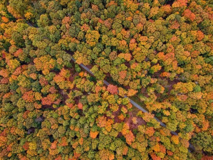 The leaves of the trees in the Bad Homburg city forest turned colorful in autumn. (aerial view with