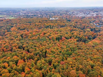 Behind the colorful autumn trees of the Bad Homburg City Forest, the skyscrapers of Frankfurt's