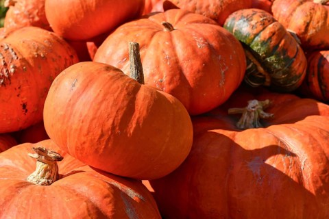 Large red Cinderella pumpkins piled at sunny farmers market in autumn