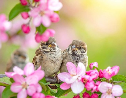 Small funny Sparrow Chicks sit in the garden surrounded by pink Apple blossoms on a Sunny may day,