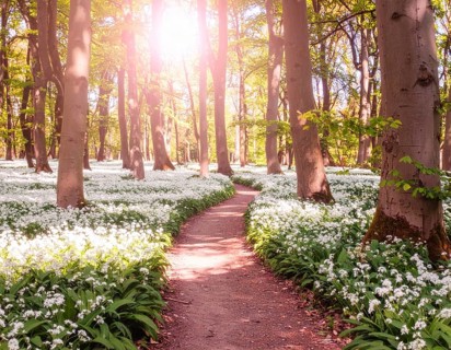 A tranquil forest path lined with white flowers, surrounded by tall trees and bathed in soft