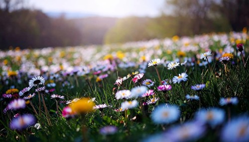 A sunny meadow with daisies in full bloom under bright sunlight, creating a vibrant and cheerful