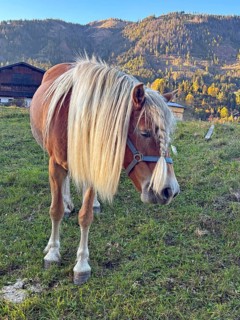 Horse walks across a pasture, green and colorful mountain slopes behind it, autumn, braid,