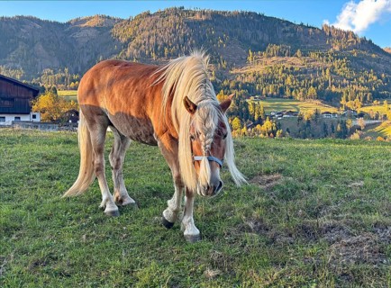 Horse walks across a pasture, behind it green and colorful mountain slopes, braid, haircut,