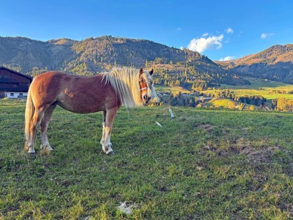 Brown horse standing peacefully on a pasture in front of mountain landscape, braid, haircut,