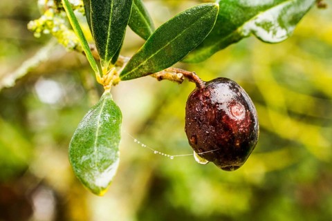 Ripe olive attached to the tree. Florence, Province of Florence, Italy. 18.12.2012