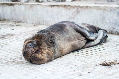 South American fur seal (Arctocephalus australis). Iquique, Tarapaca Region, Chile. 20.11.15