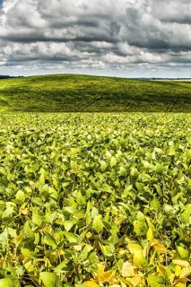 Plantação de soja no Assentamento da Fronteira. Dionísio Cerqueira, Santa Catarina, Brasil. /
