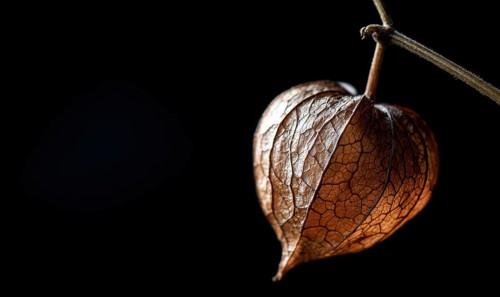 A leafy flower with a brown center is hanging from a branch. The flower is surrounded by a dark