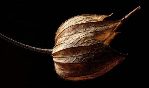 A dried up leaf with a brown stem and a brown leaf. AI generated