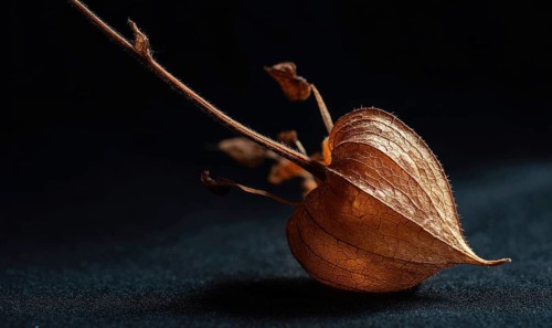 A leaf is on a black background. The leaf is brown and has a heart shape. The leaf is alone and not