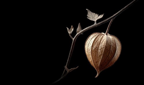 A leafy branch with a flower on it. The flower is brown and has a yellow center. The branch is dark